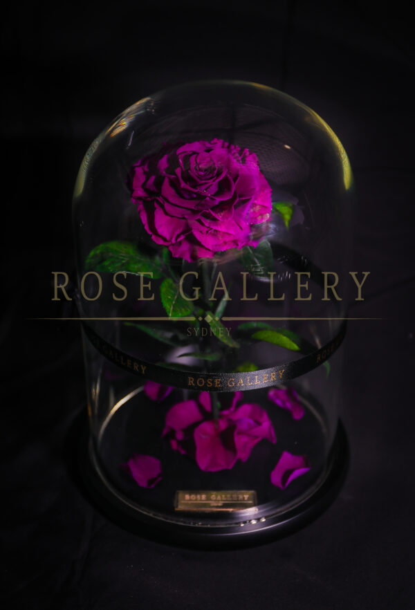 Everlasting Large Rose Dome - Image 4