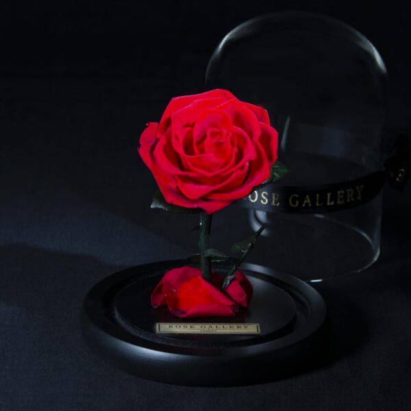 Everlasting Mini Rose Domes