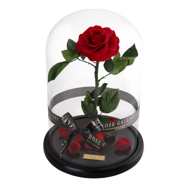 Everlasting Large Rose Dome