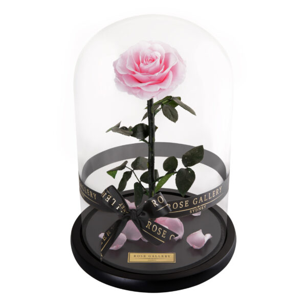Everlasting Large Rose Dome - Image 3